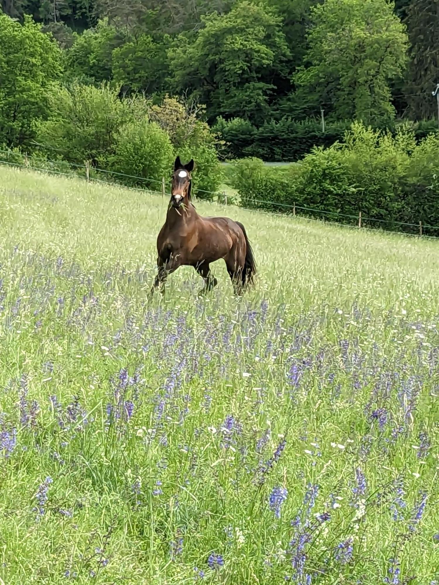 Meyrals La Grange Symphorine, Chambre D'Hotes De Charme Situee Entre La Vallee De La Dordogne Et La Vallee De La Vezere المظهر الخارجي الصورة